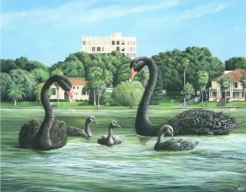 Postcard print of two Australian black swans and their young commissioned to promote Lakeland Sister Cities International; link to Lakeland Public Library "Creativity Takes Courage" Flickr album