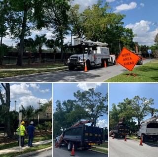 photo collage of City Parks & Recreation staff cutting back diseased trees