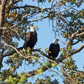 two bald eagles in tree square