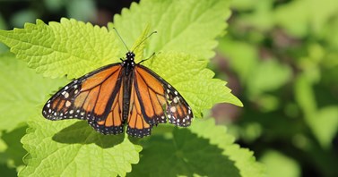 butterfly on plant