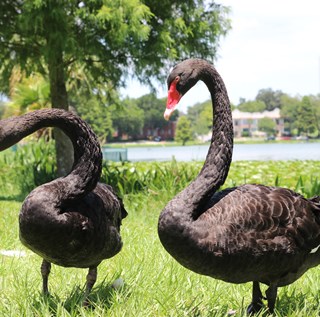 Two black swan in foreground with swan pens and Lake Morton shoreline in the background. 
