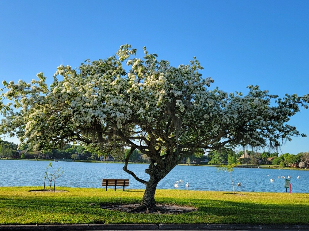 Chinese Fringe tree on the shore of Lake Morton - the tree is in bloom with tiny white blossoms all over.