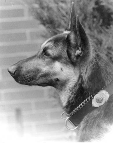 A photo of K9 Sarge