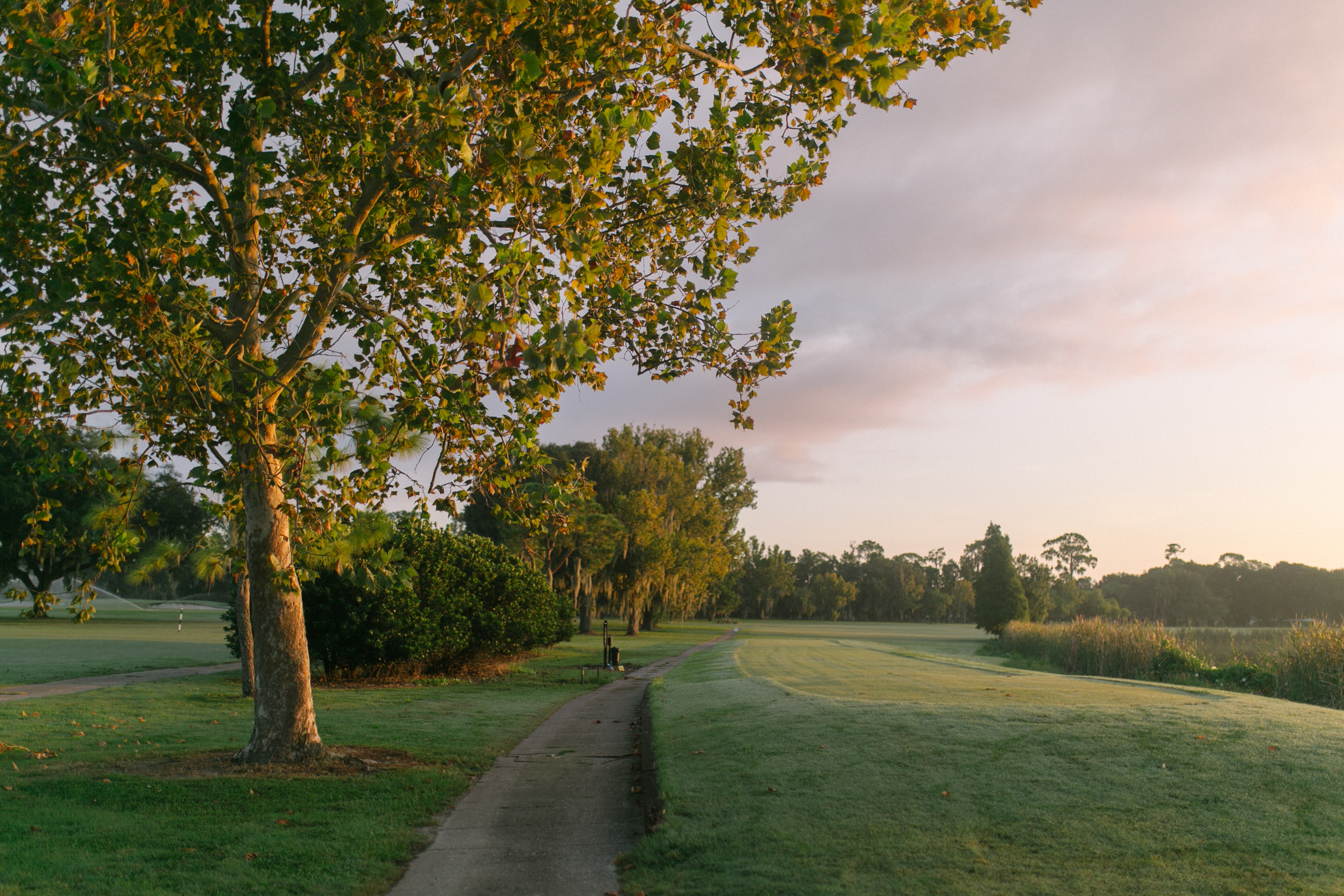 a photo at sun rise with a row of trees and bushes on the right side of a walking path and grass leading to a lake on the right side.