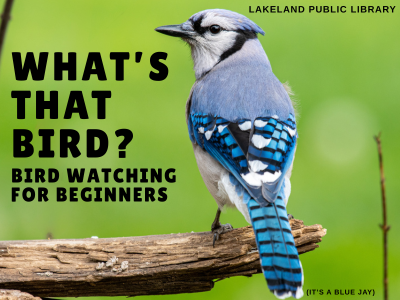 Blue jay resting on broken tree branch with green background and text "What's that bird? Bird watching for beginners; Lakeland Public Library (It's a blue jay)"; Link to library events calendar