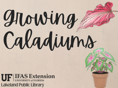Pink caladium leaf and potted green and pink caladium on beige background with text "Growing Caladiums, Lakeland Public Library" and UF/IFAS Extension logo; link to library events calendar