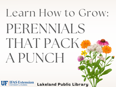 Bouquet of white, orange, yellow, and purple perennials with text "Learn how to grow: Perennials that Pack a Punch, Lakeland Public Library" with UF/IFAS Extension logo